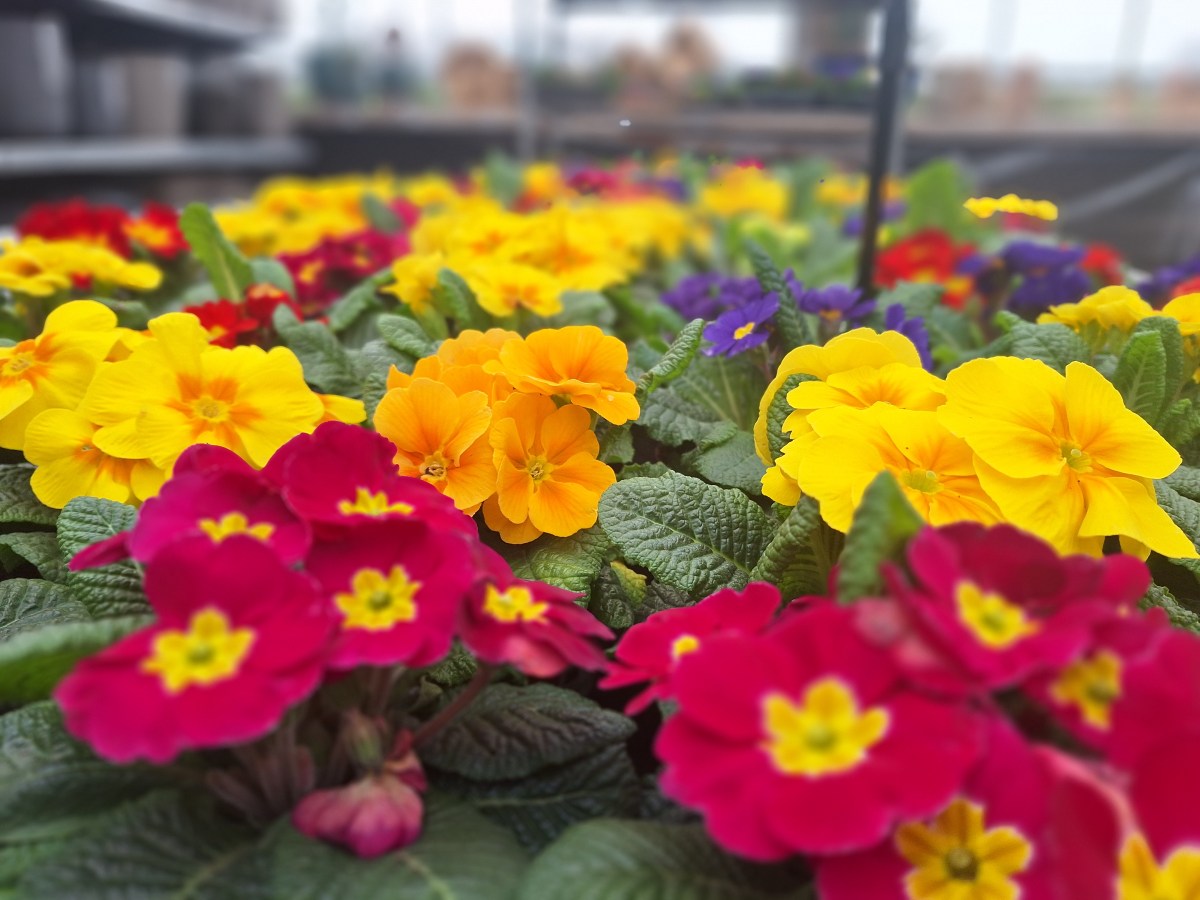 MOJE OGRODNICTWO I PRZEGLĄD TOWARU W CENTRUM&nbsp;OGRODNICZYM